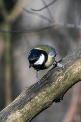 Great tit (Parus major) on a tree branch