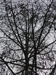 black silhouettes of trees against a gloomy gray sky
