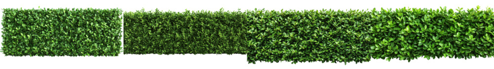 Fototapeta premium Verdant Hedge Backdrop for Nature Inspired Imagery