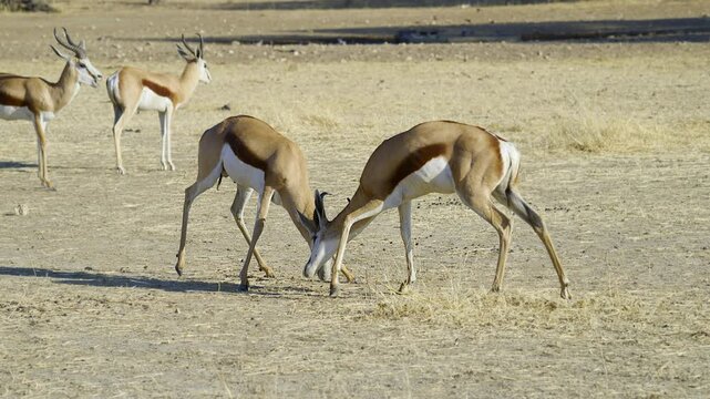 Springbok (Antidorcas marsupialis ) two males fighting, Kgalagadi N.P. South-Africa.