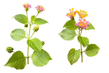 lantana flowers isolated on transparent background