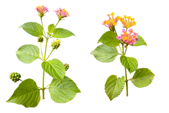 lantana flowers isolated on transparent background