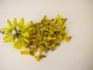 Yellow forsythia flowers, dried yellow blossoms of the golden bell on a wooden board