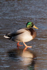 Male mallard duck walking on a frozen lake

