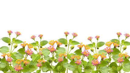 lantana flowers isolated on transparent background, bottom background.
