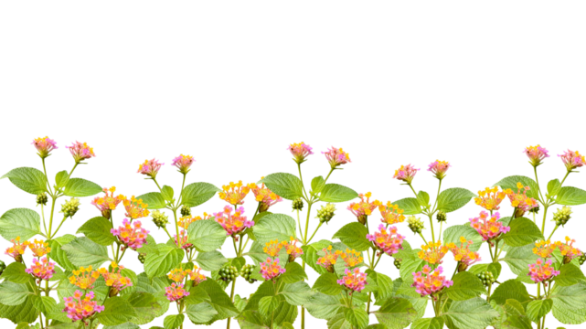 lantana flowers isolated on transparent background, bottom background.