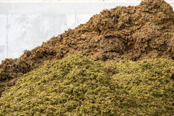 Wine press cuts chardonnay wine grapes skins, champagne wine making process, in grand cru villages Oger and Mesnil-sur-Oger, Champagne, France