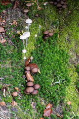 Divercity of wild mushrooms of Mullerthal, Luxembourg's Little Switzerland, hiking routes, rock formations, moss-covered forests, tourist destination in Europe