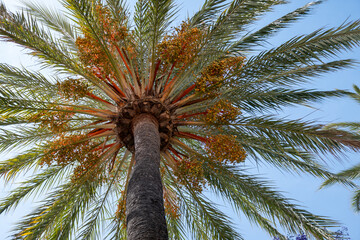 Plantation of Phoenix dactylifera, commonly known as date or date palm trees in Arava and Negev...
