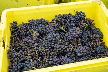 Harvest on grand cru vineyards near Ambonnay and Bouzy region Champagne, France. Cultivation of black pinot noir wine grape, plastic boxes with cutted grape clusters