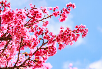 pink Sakura Spring Flower during spring time in thailand north Beautiful petals against the blue sky. Spring nature, bloom, beauty, Bright pink flowers on tree branches.