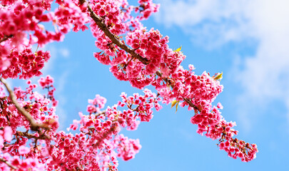 pink Sakura Spring Flower during spring time in thailand north Beautiful petals against the blue sky. Spring nature, bloom, beauty, Bright pink flowers on tree branches.