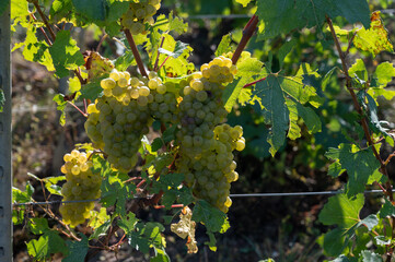 Clusters of ripe white chardonnay wine grapes ready for harvest. View on green premier, grand cru vineyards around Ludes, Val de Livre, region Champagne, France