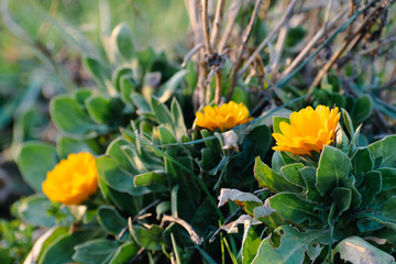 Beautiful calendula officinalis flower close up in a garden on a green background