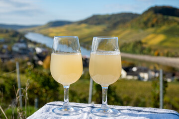 Autumn wine festival in Germany on Moselle river valley, tasting of federweisser young wine, neuer wein fermented freshly pessed auxerrois grape juice, or must. View on terraced vineyards.