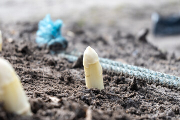 New harvest of white asparagus in Netherlands, farm field in Brabant, growing of vegetables asparagus