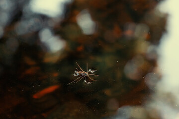 spider on the ground