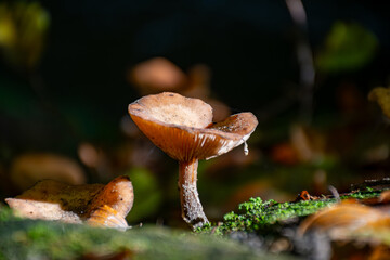 Divercity of wild mushrooms of Mullerthal, Luxembourg's Little Switzerland, hiking routes, rock formations, moss-covered forests, tourist destination in Europe