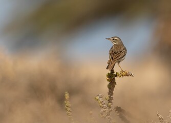 Berthelot's pipit perched on a branch against a blurred natural background