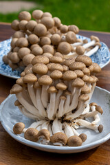Brown shimeji edible mushrooms native to East Asia, buna-shimeji is widely cultivated and rich in umami tasting compounds