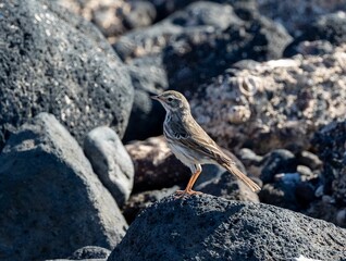 Berthelot's pipit perched on volcanic rocks, showcasing its detailed plumage in a natural habitat