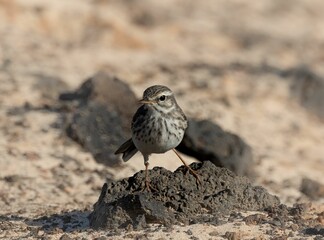 Berthelot's pipit stands on a rock in a sandy desert landscape, captured in natural light.