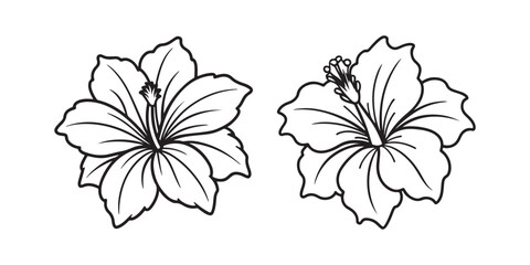 hibiscus flower line art, black outline, vector and illustration, line art and outline