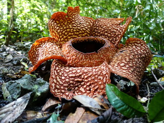 Rafflesia arnoldii, also known as the corpse flower, is a rare and remarkable species of flowering plant native to the rainforests of Sumatra and Borneo in Southeast Asia.