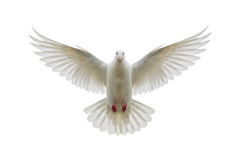 Obraz premium A white dove in mid-flight with its wings fully spread, isolated on a white background