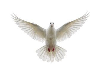 A white dove in mid-flight with its wings fully spread, isolated on a white background