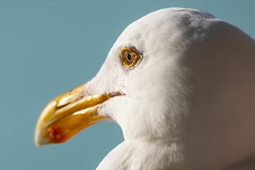 Seagull close-up with sharp eye and beak.