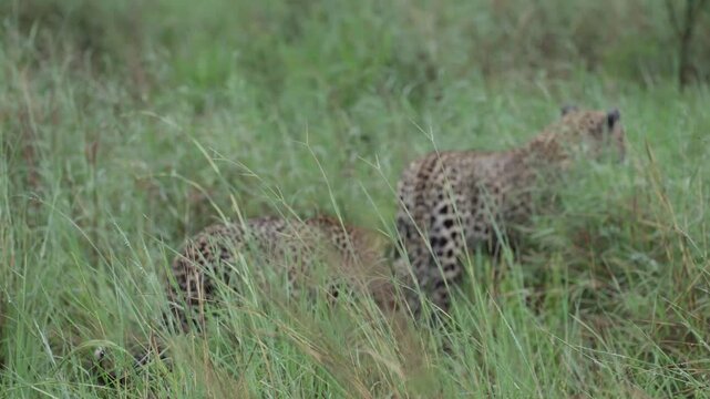  a Leopardess and cub in the rain.