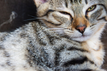 gros plan sur un joli chaton tigré endormi 
