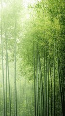 Fototapeta premium A serene view of bamboo forest Tranquil view of a lush bamboo forest Serene bamboo forest with vibrant green tones