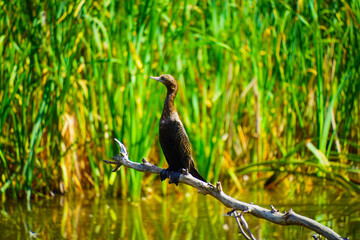 A bird sits on a branch and looking in other way!