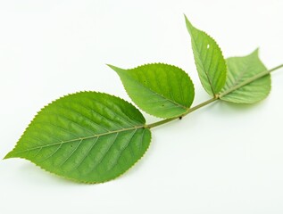 Fototapeta premium Close-up of a green leafy branch on white background. Minimal botanical design with natural details and copy space