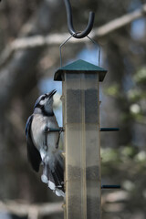 blue jay eating out of a feeder