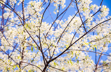 white Sakura Spring Flower during spring time in thailand north Beautiful petals against the blue sky. Spring nature, bloom, beauty, Bright white flowers on tree branches.
