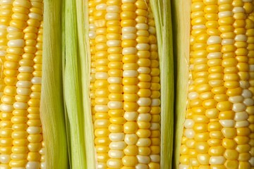 Fresh corn on cobs as a background, top view