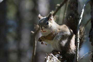 Naklejka premium squirrel in a tree eating seeds