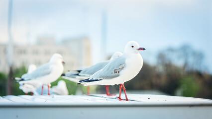 Obraz premium seagulls 