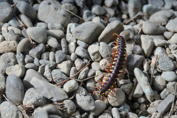 caterpillar crossing a bunch of stones