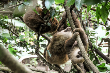 Fototapeta premium two toed sloth climbing up a tree