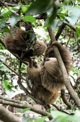 two toed sloth climbing up a tree