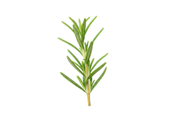 A single fresh sprig of green rosemary with fine needle-like leaves, isolated on a white background