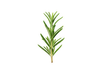 A single fresh sprig of green rosemary with fine needle-like leaves, isolated on a white background