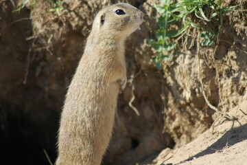 Curious ground squirrel on alert outdoors.