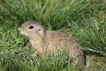 Ground squirrel in green grass