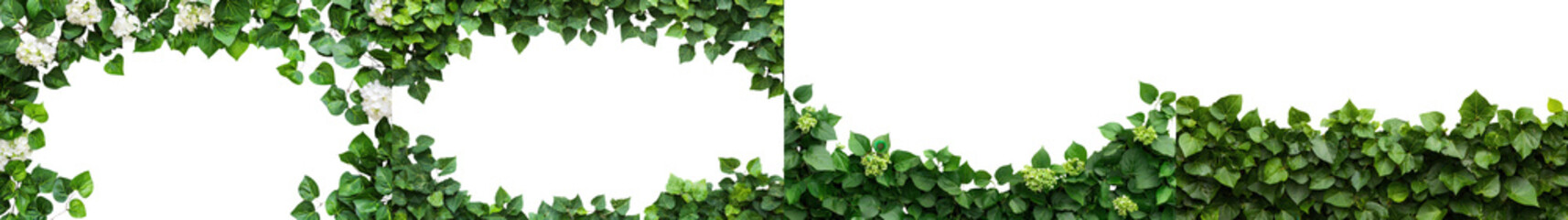 Fototapeta premium Lush Climbing Vine Leaves Forming a Beautiful Natural Frame or Border