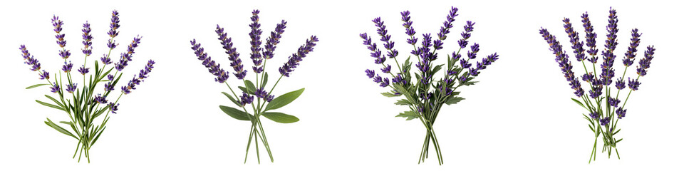 Naklejka premium Vibrant purple lavender bouquets in different arrangements including bunches sprigs and bundles showcasing the natural beauty and versatility of this fragrant herb for aromatherapy